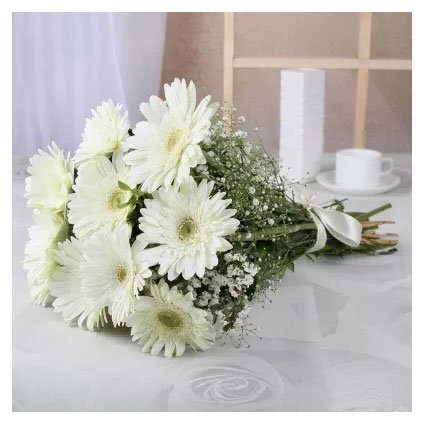 White Gerbera