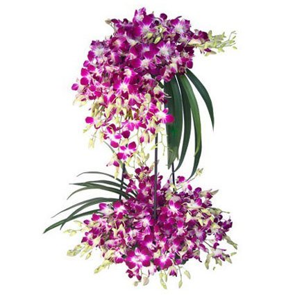 Amazing Orchids Arrangement